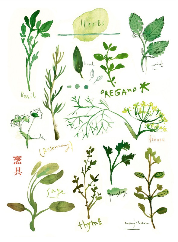 illustration lucile prache herbes.jpg - Lucile PRACHE | Virginie